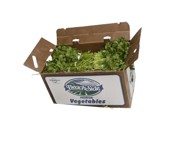 BOX OF CILANTRO 60 CT